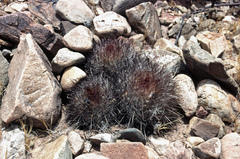 Parodia stuemeri