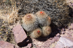 Parodia stuemeri