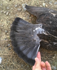 Columba livia domestica