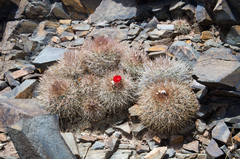 Parodia stuemeri