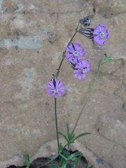 Silene secundiflora