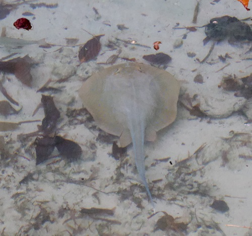 Taeniura lymma