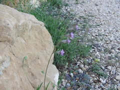 Silene secundiflora