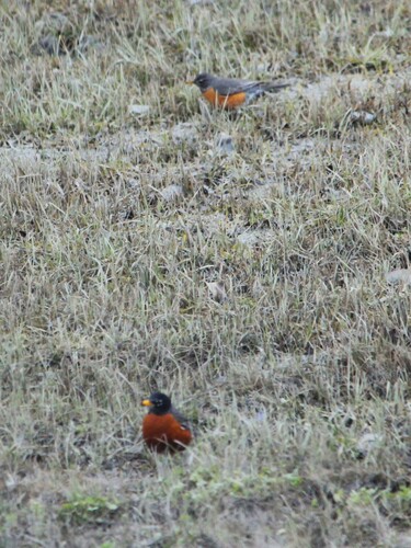 American Robin
