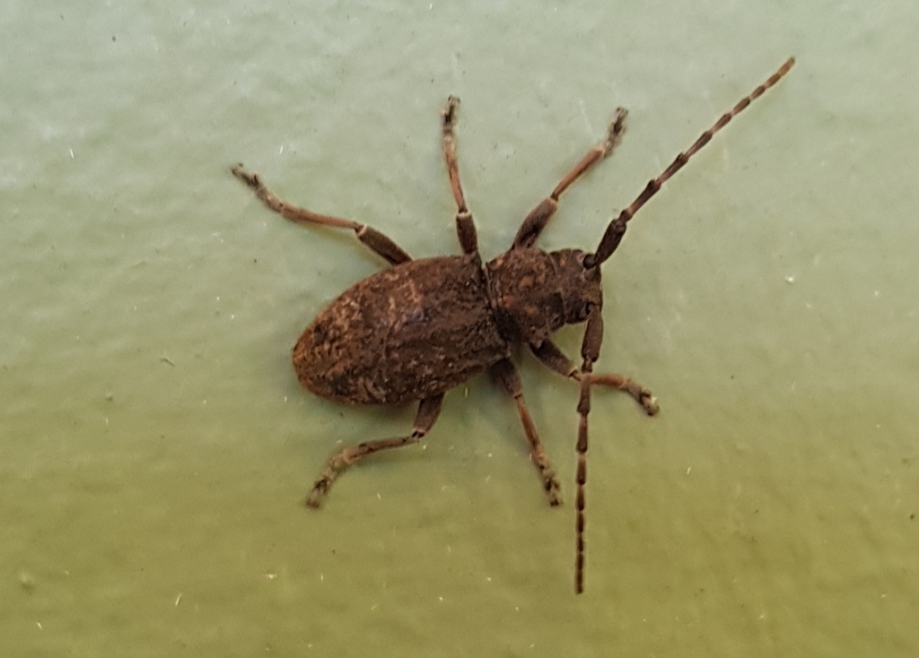 Brimus affinis