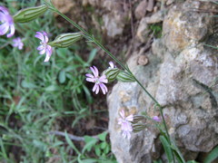 Silene secundiflora