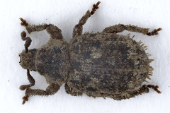 Cathormiocerus spinosus