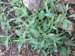 Silene secundiflora