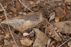 Dociostaurus kraussi