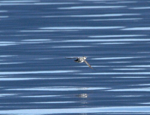 Magellanic Diving Petrel (Pelecanoides magellani), photo 10
