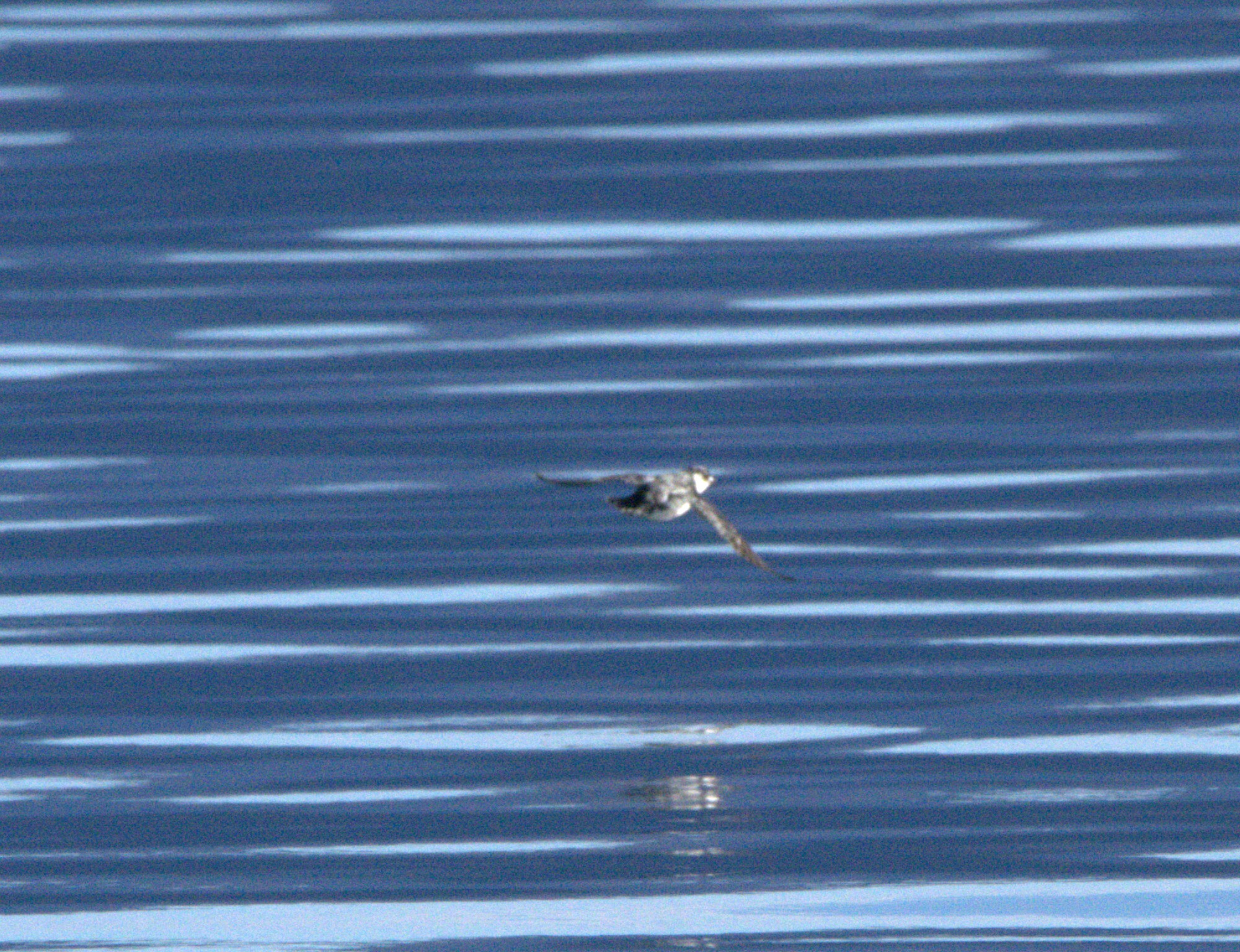 Magellanic Diving Petrel (Pelecanoides magellani), photo 10