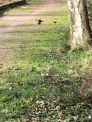 Sturnus vulgaris