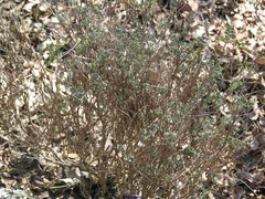 Coronilla minima lotoides