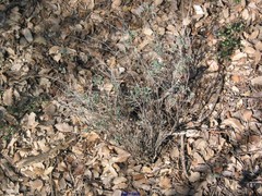 Coronilla minima lotoides