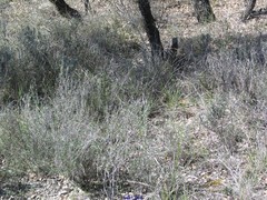 Lithodora fruticosa