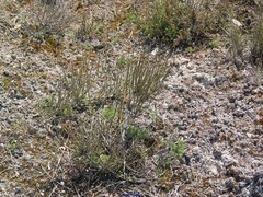 Ephedra major