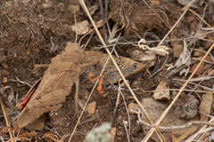 Asiotmethis muricatus