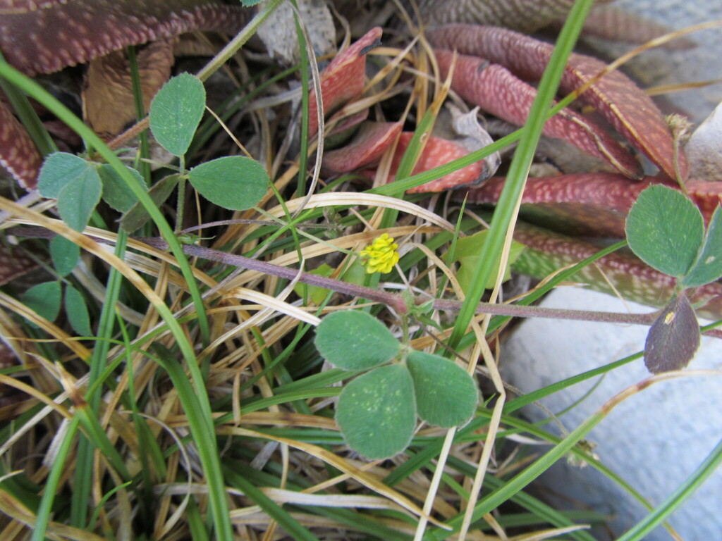 Black Medick