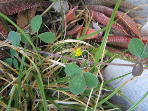 Medicago lupulina iNat (2)