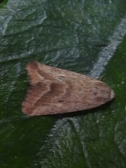 Phyllophila obliterata