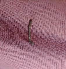 Insecta