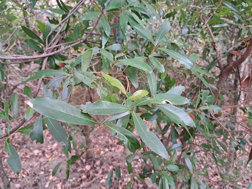 Litsea hypophaea, photograph 6