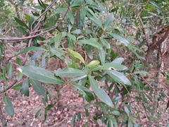 Litsea hypophaea, photograph (c) vrxz, some rights reserved (CC BY-SA)