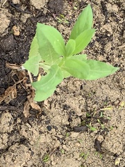 Plectocephalus americanus