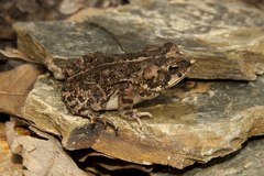Incilius perplexus
