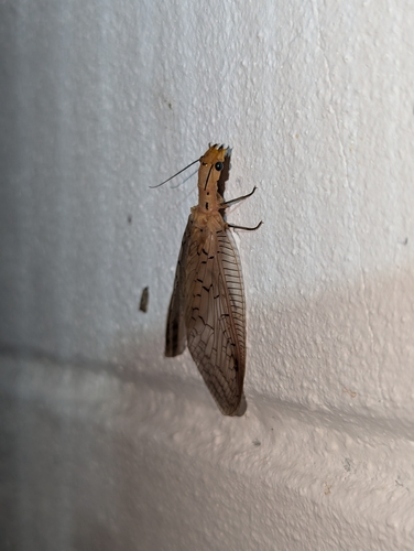 Nevromus gloriosoi