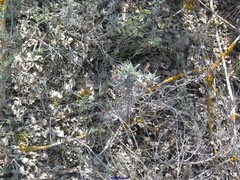 Coronilla minima lotoides