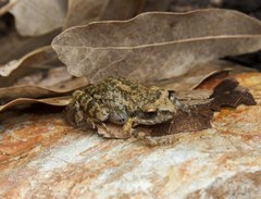 Eleutherodactylus nitidus