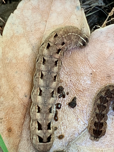 Pale-banded Dart photo 6