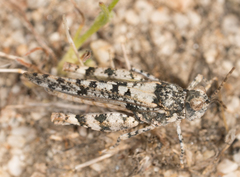 Cibolacris parviceps