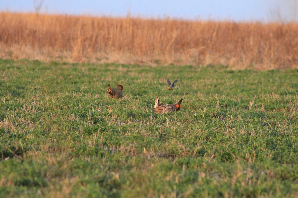 Greater Prairie-Chicken (pinnatus)