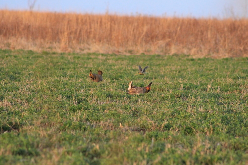 Greater Prairie-Chicken (pinnatus)