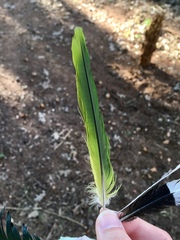 Myiopsitta monachus