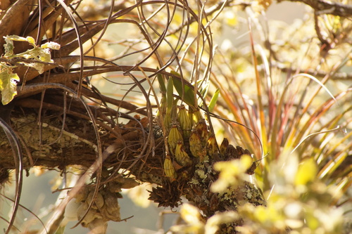 Laelia albida, photograph 3