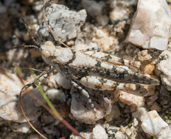 Cibolacris parviceps