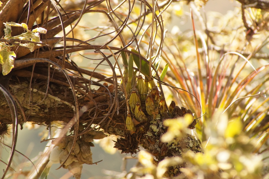 Laelia albida; photograph (c) Carlos Domínguez-Rodríguez, some rights reserved (CC BY)