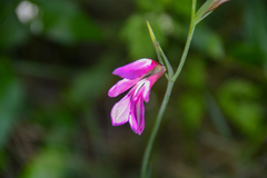 Gladiolus italicus