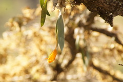Prosthechea karwinskii, photograph (c) Carlos Domínguez-Rodríguez, some rights reserved (CC BY)