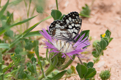 Melanargia ines