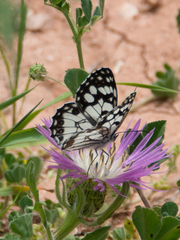 Melanargia ines