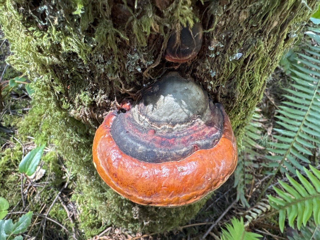 Fomitopsis mounceae · May 2026 · photo: © davidbroadland (iNaturalist, cc0)