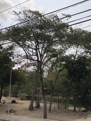Tabebuia rosea