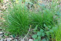 Festuca heterophylla