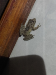 Scinax acuminatus