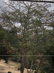 Tabebuia rosea