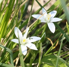 Ornithogalum umbellatum